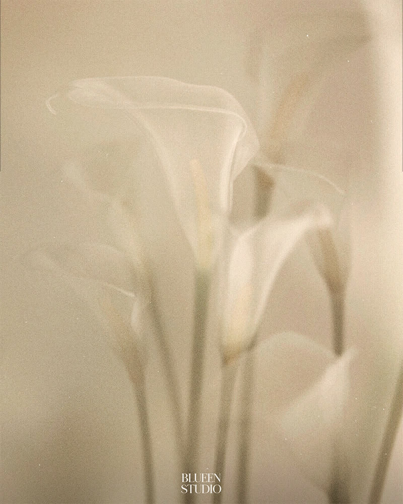 Soft focus calla lilies